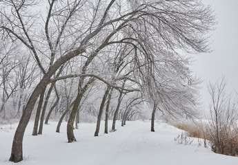Fototapeta na wymiar Beautiful winter landscape 