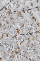 macro maple seeds on a branch in frost 