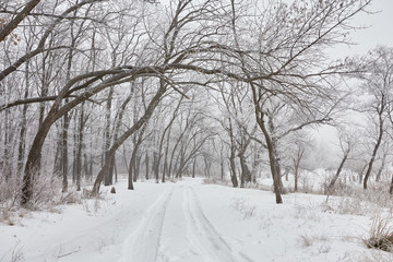 Beautiful winter landscape 