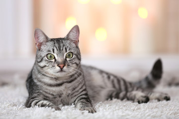 Beautiful cat on light background