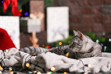 Obraz premium Beautiful cat near Christmas tree with decoration