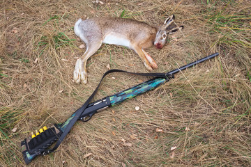 Naklejka premium The dead hare and a gun on the grass. 