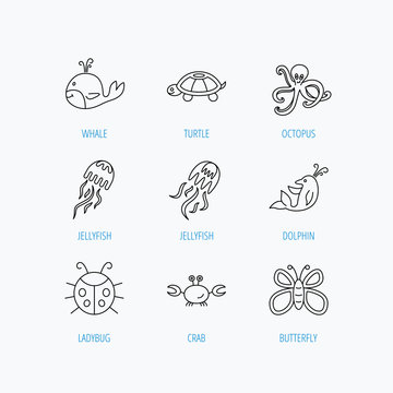 Octopus, turtle and dolphin icons. Jellyfish.
