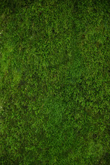 Fototapeta na wymiar Green moss close up