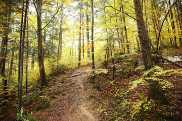 Fototapeta na wymiar Autumn mountain forest
