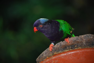 Bird
