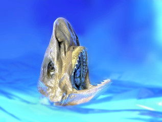 Head of shark/Head of a real juvenile shark.