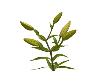 The branch of   lilies  on a white background isolated