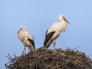 cicogne nel nido