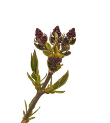 Branch with buds of lilac on a white background