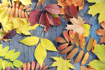 Colorful autumn leaves on wooden background