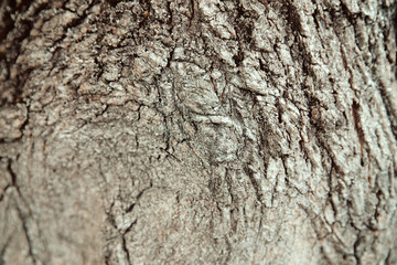Bark on tree, close up