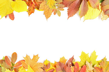 Colorful autumn leaves, isolated on white