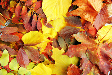 Colorful autumn leaves, close up