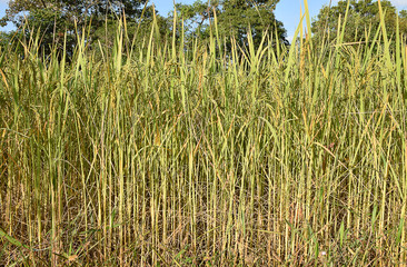 Obraz premium Reproductive stage of green paddy rice in the morning in Thailand.