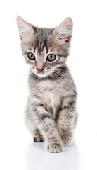 Fototapeta na wymiar Cute little grey kitten, isolated on white