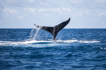 Naklejka premium Humpback Whale Tail