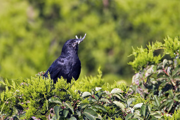 Crow with mouthful of fish