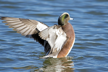 Male American Wigeon Flapping Wings
