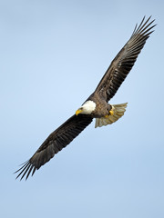 American Bald Eagle in Flight