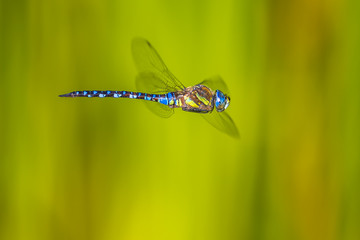 Flying large dragonfly