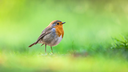 Robin on vivid green background