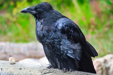 Black old raven