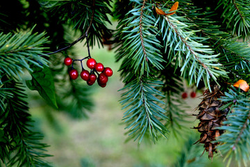 red berries pine cone tree