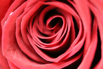 Fototapeta na wymiar red pink rose