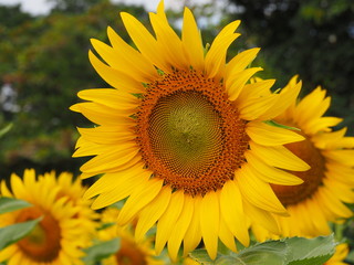 Naklejka premium closeup sunflower nature background