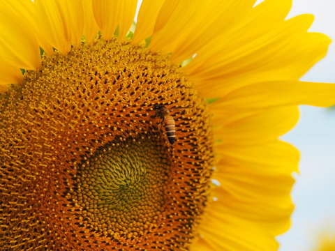 closeup sunflower and working bee nature background