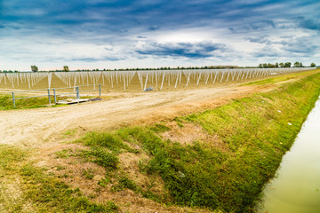 Fototapeta na wymiar rows of precast poles to support fruit trees