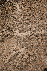 tree trunk texture background