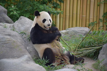 Obraz premium Panda at the Metro Toronto Zoo