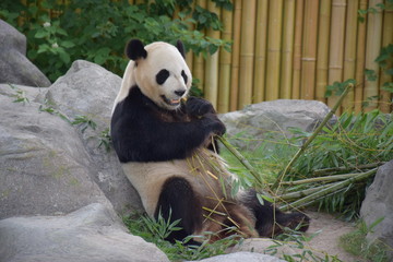 Panda at the Metro Toronto Zoo