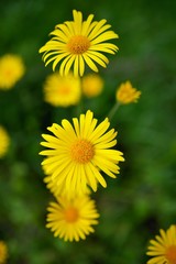 Spring background with beautiful yellow flowers