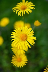 Spring background with beautiful yellow flowers