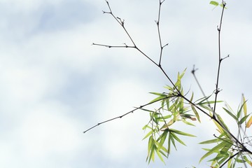 branch of bamboo