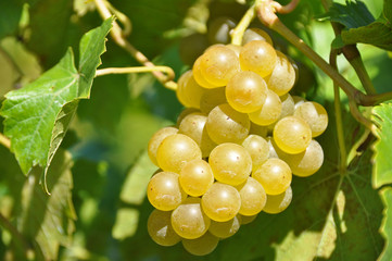 fresh bunch of white grapes