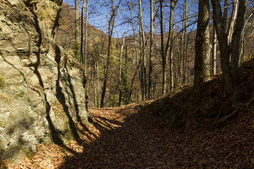 nature trail in autumn
