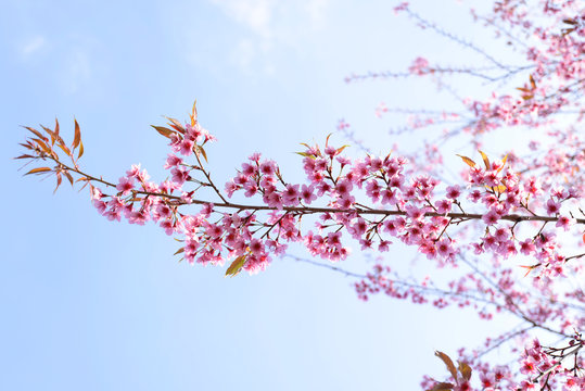 Prunus  cerasoides  pink flower park north area in Thailand.