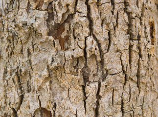 Tree bark texture