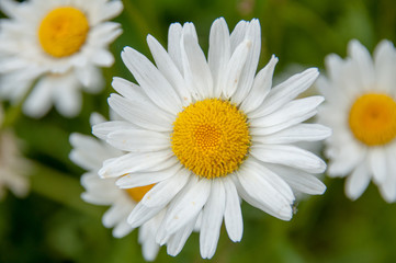 Fototapeta premium White daisy