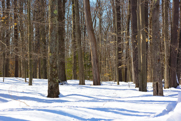 Winter morning in the Blackwater National Park forest in West Virginia, USA. Pine forest in winter with morning shadows on the snow.