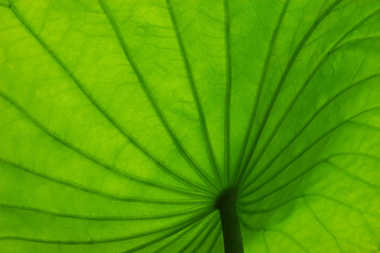 Fototapeta leaf texture of lotus flower