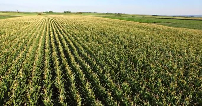 Aerial flight over corn  plant field 