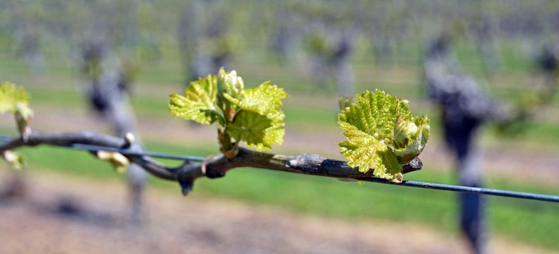 Spring Growth on Sauvignon Blanc Vines in Marlborough, New Zeala