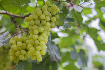 Fresh green grapes on vineyards Tak ,Thailand.