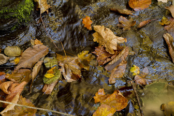 autumn and leaves