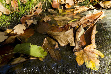 brown leaves of autumn